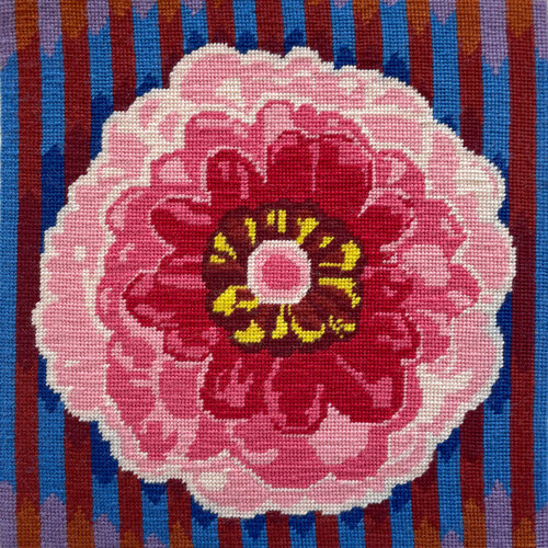 Zinnia