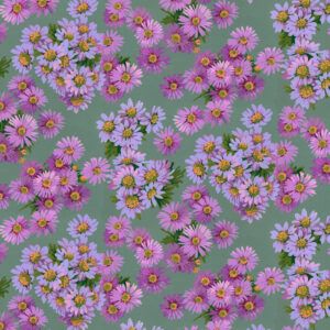 PWMN091.PURPLE Asters